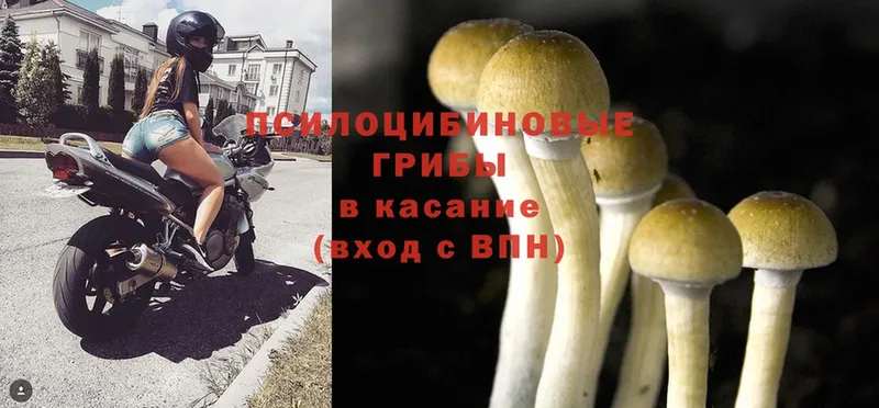 цены   ОМГ ОМГ как зайти  Псилоцибиновые грибы Psilocybe  Сальск 